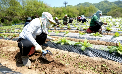 외국인 계절근로자